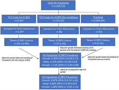 National prevalence of IC/BPS in women and men utilizing veterans health administration data